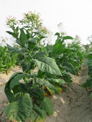PLANT